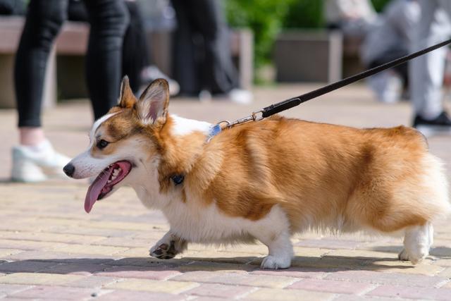 An introduction to the personality traits of the Corgi